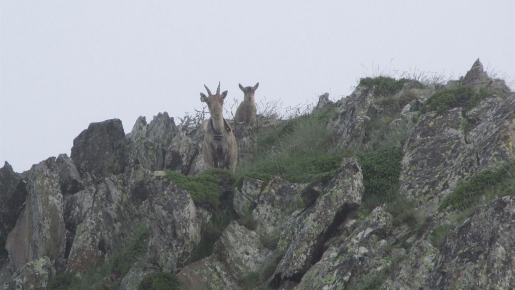 cabras