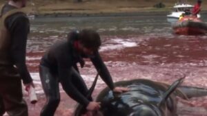 Imagen de la matanza de delfines del a&ntilde;o 2013