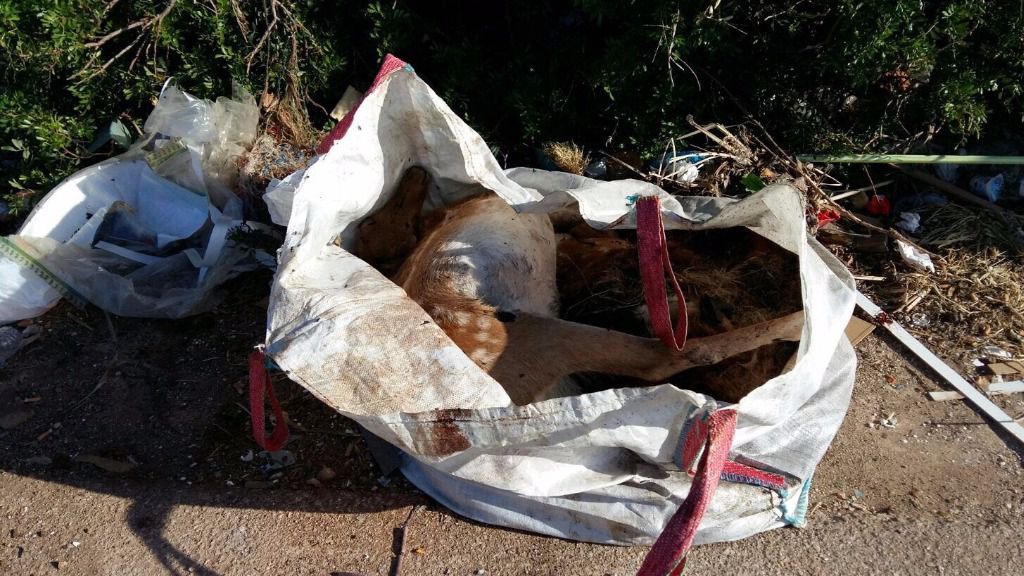 ciervo muerto en inca