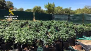 Plantaci&oacute;n de marihuana incautada en Porreres (Imagen: Guardia Civil)