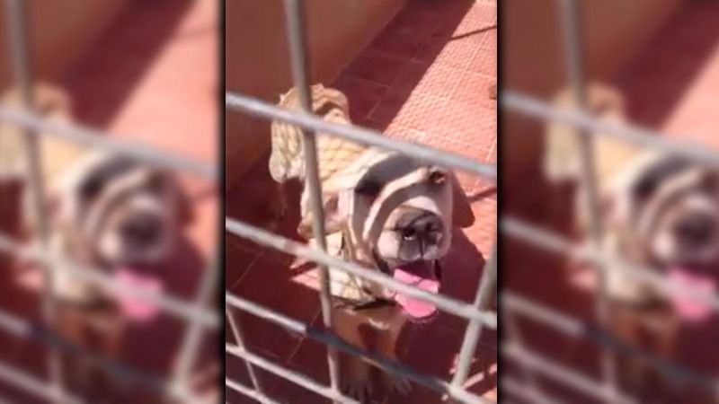 Uno de los tres animales que están en el refugio del municipio
