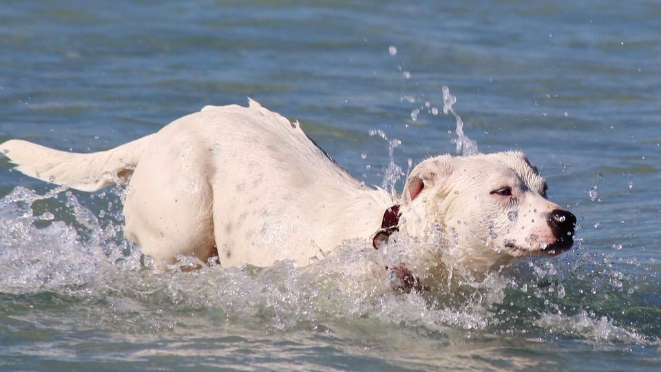 Perros en la playa