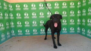Imagen de archivo de un perro en Natura Parc