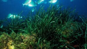 posidonia oceanica
