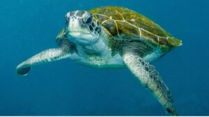 tortuga marina