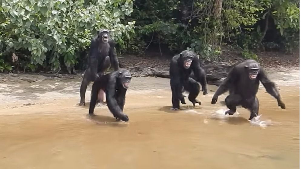 Chimpancés abandonados en la "isla de los monos"