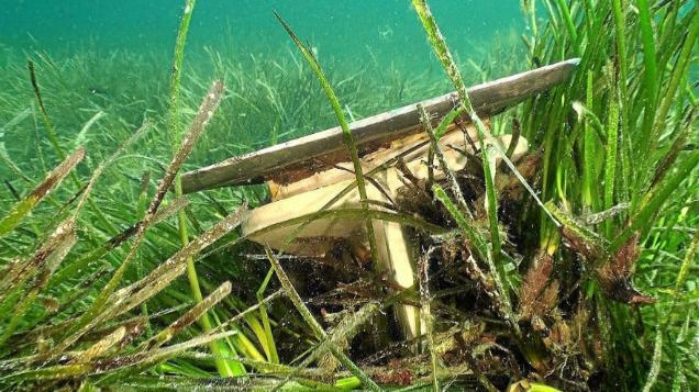 posidonia anclas