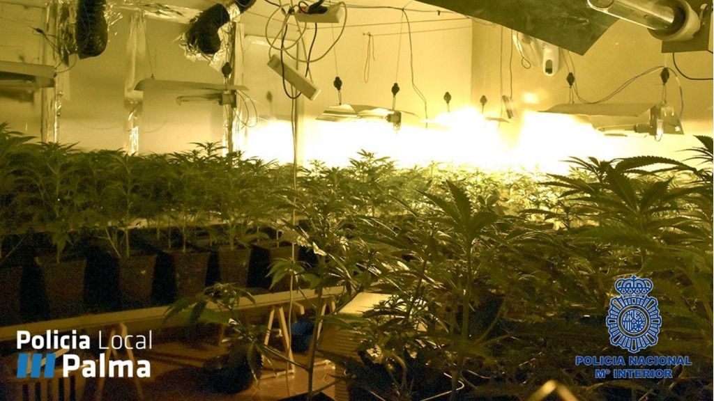 Plantación en un piso del barrio Virgen de LLuc de Palma