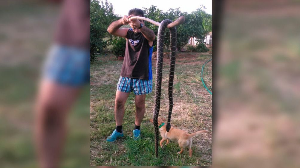 Un vecino de Artà muestra una serpiente de tres metros que ha capturado este fin de semana