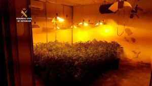 "Regaba" las plantas con luz robada a Gesa