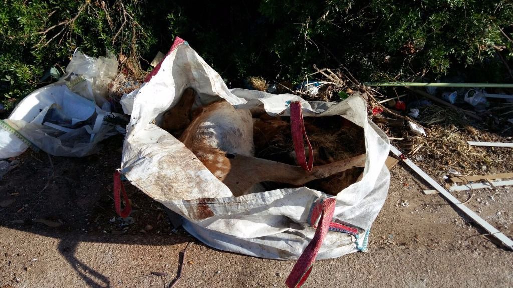 ciervo muerto en inca