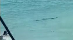 Ayer apareció otra de metro y medio en Illetas