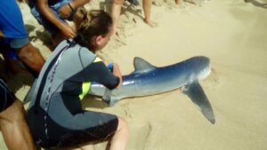 El equipo de emergencias del Palma Aquarium no ha podido hacer nada para salvarla