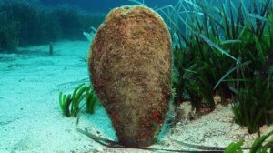 Habita en fondos de hasta 60 metros de profundidad