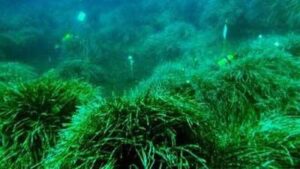 posidonia
