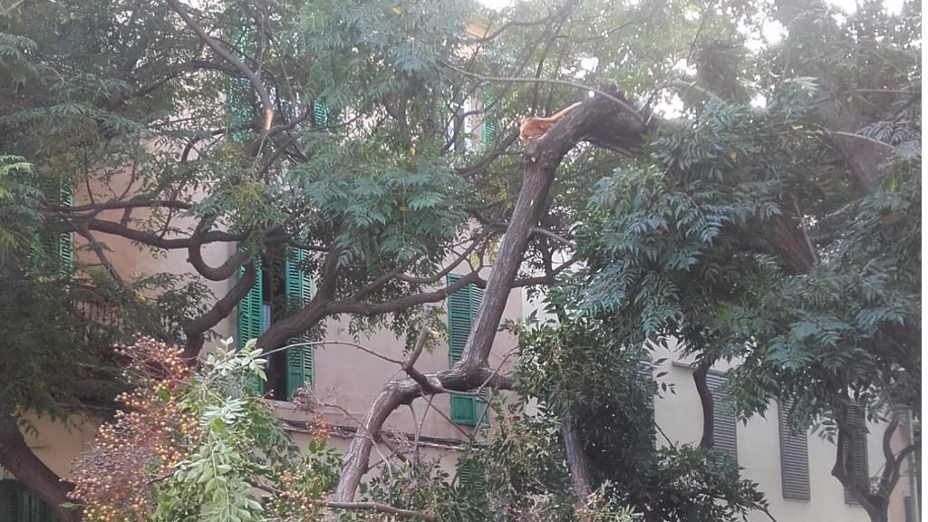 La rama se ha partido durante la noche