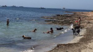 playa canina es viver