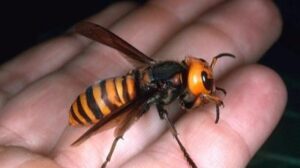 avispa asi&aacute;tica