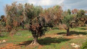 &Aacute;rbol infectado por la bacteria Xylella