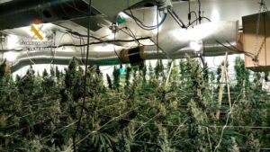 Halladas 1.000 plantas a punto de cosechar