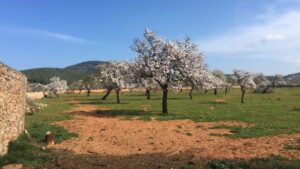 campo almendros en flor