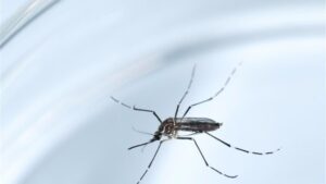 Mosquito zika