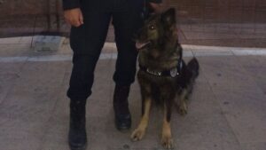 perro policia sant antoni
