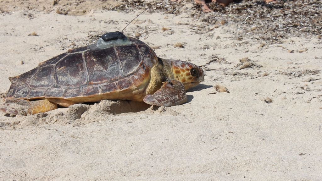 tortuga