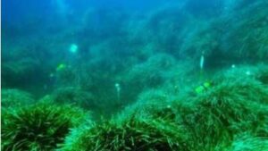 posidonia
