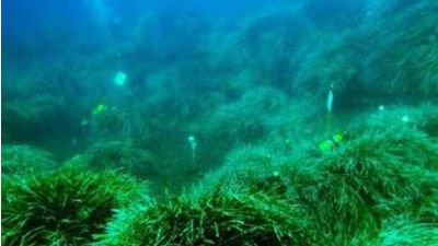 posidonia