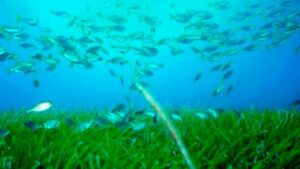 posidonia