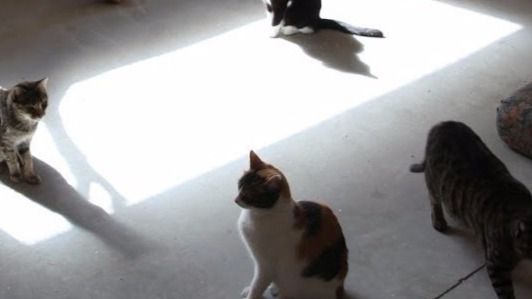 gatos