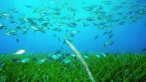 pradera posidonia