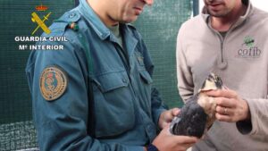 Imagen de una de las rapaces incautadas