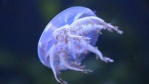 Imagen de la medusa com&uacute;n (CSIC)