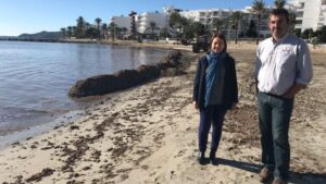 posidonia en las playas de vila