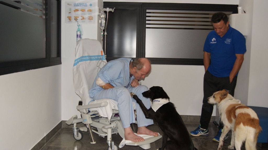 dogspital can misses