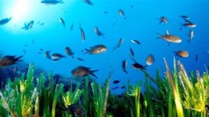 pradera posidonia