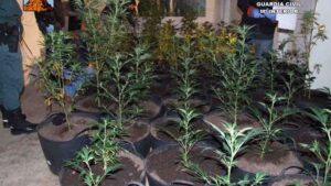 Se lograron incautar un total de 221 plantas