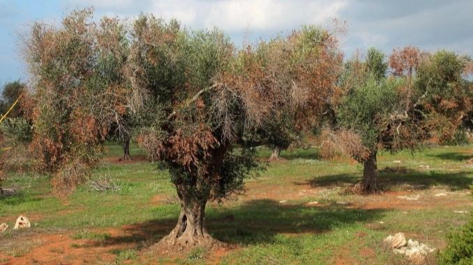 Xylella