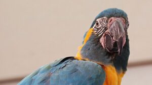 Imagen de una de las aves