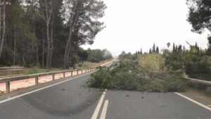pinos caidos por viento