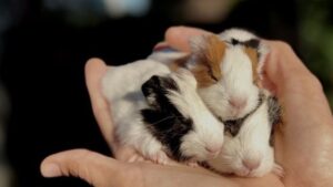 animales mascotas cobayas