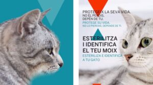 gatos esterilizaci&oacute;n