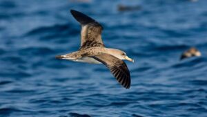 Cr&iacute;an en el archipi&eacute;lago balear
