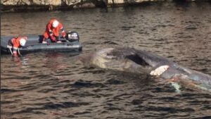 ballena salvamento maritimo