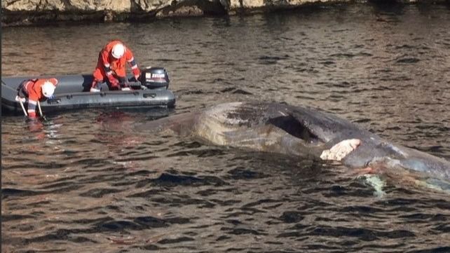ballena salvamento maritimo