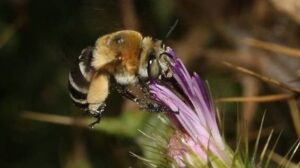 Su preservaci&oacute;n es esencial para garantizar la riqueza ornitol&oacute;gica de S'Albufera