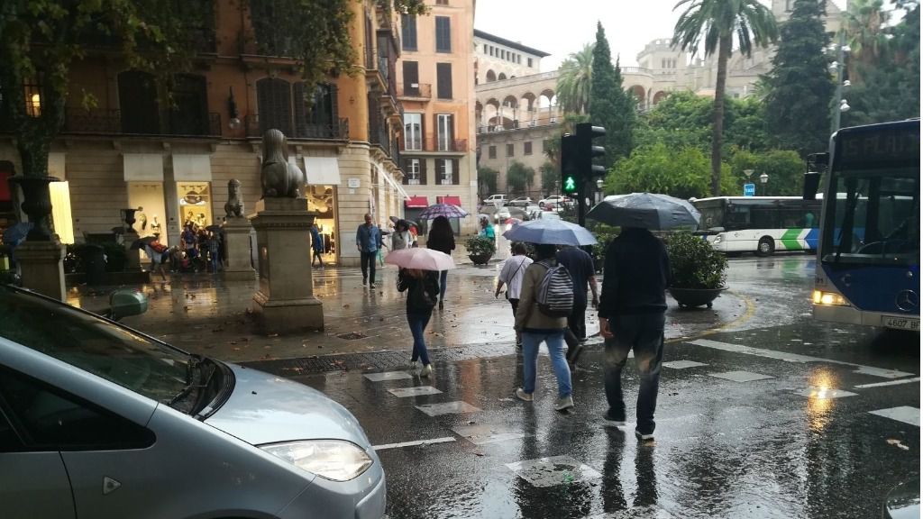 Palma lluvia