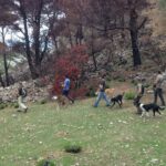 caza cazadores perros